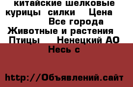 китайские шелковые курицы (силки) › Цена ­ 2 500 - Все города Животные и растения » Птицы   . Ненецкий АО,Несь с.